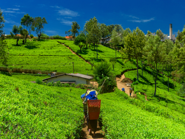 East India Tour Packages